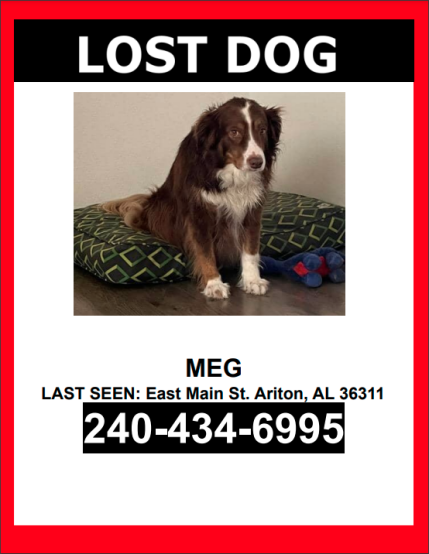 Image of Meg, Lost Dog