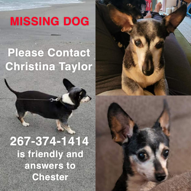Image of Chester, Lost Dog