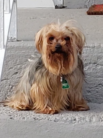 Image of To, Lost Dog