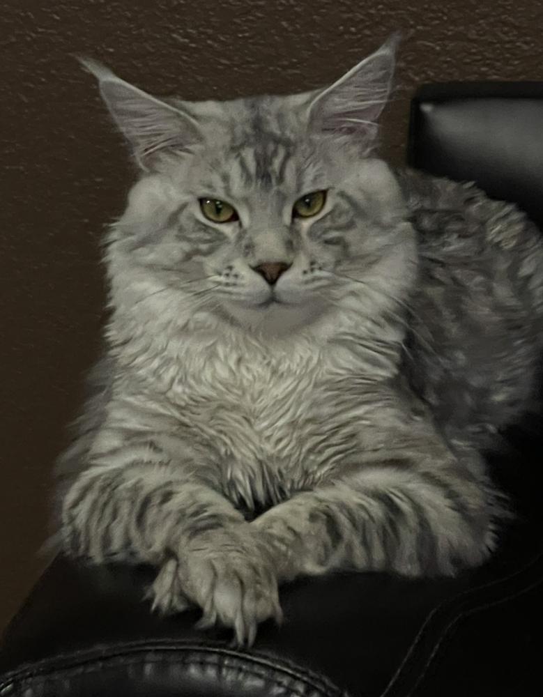 Image of Kashmere, Lost Cat