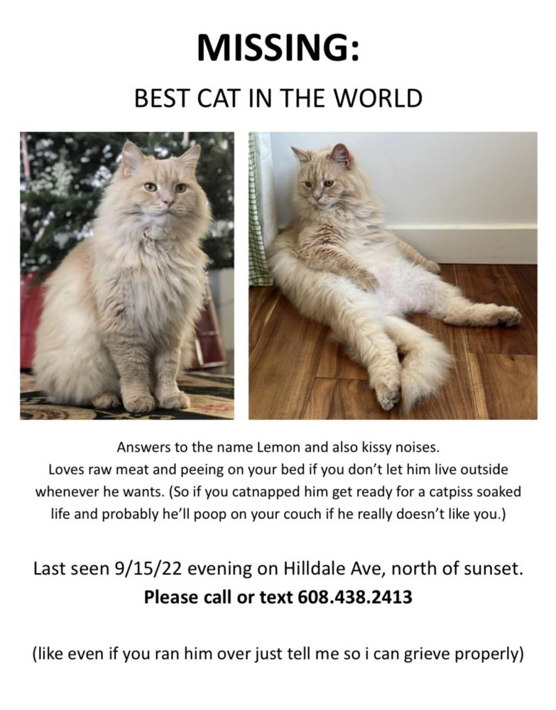 Image of Lemon, Lost Cat