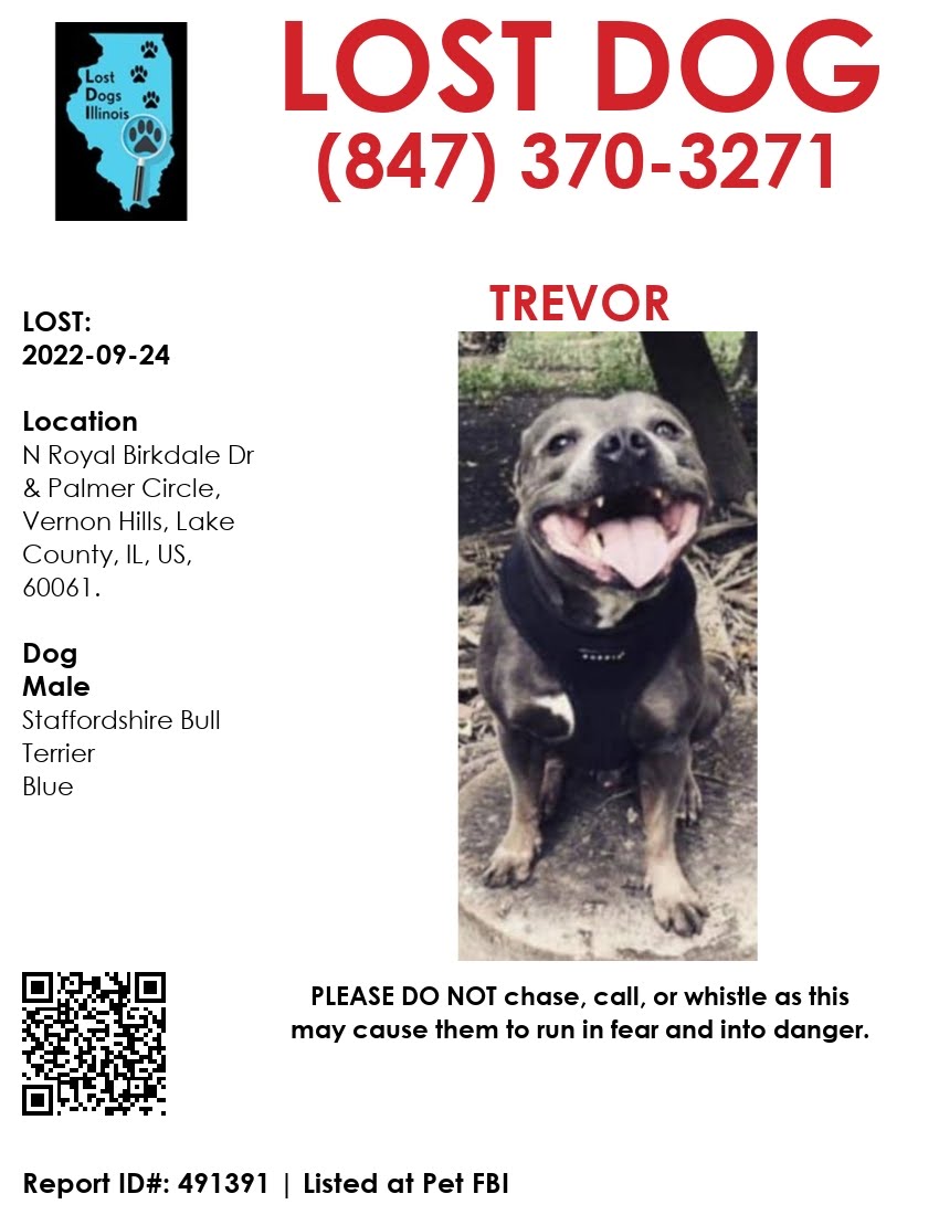 Image of Trevor, Lost Dog