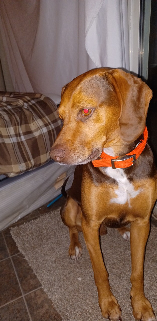 Image of Copper, Lost Dog