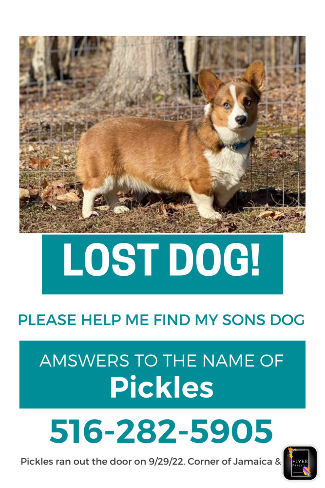 Image of Pickles, Lost Dog