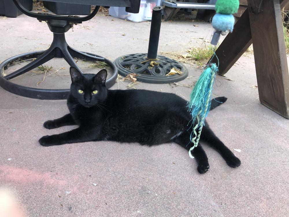 Image of Sable, Lost Cat