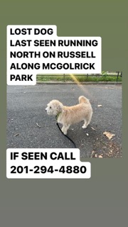 Image of Mo, Lost Dog