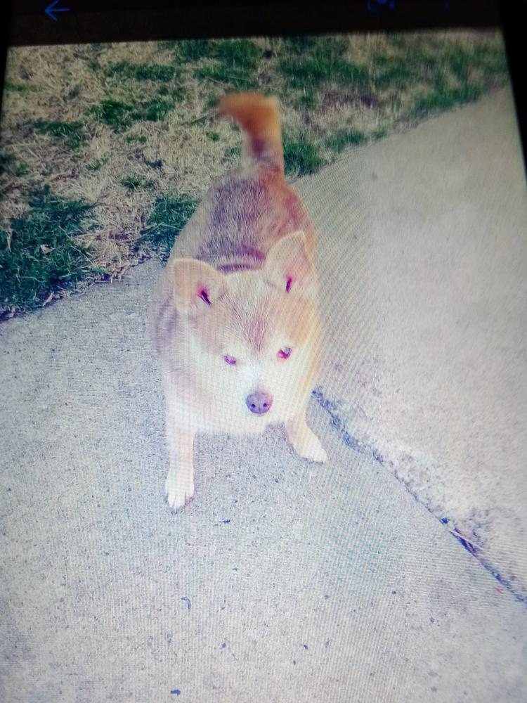 Image of Mico, Lost Dog