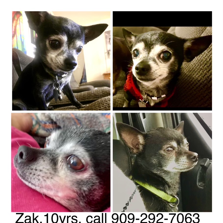 Image of Zak, Lost Dog
