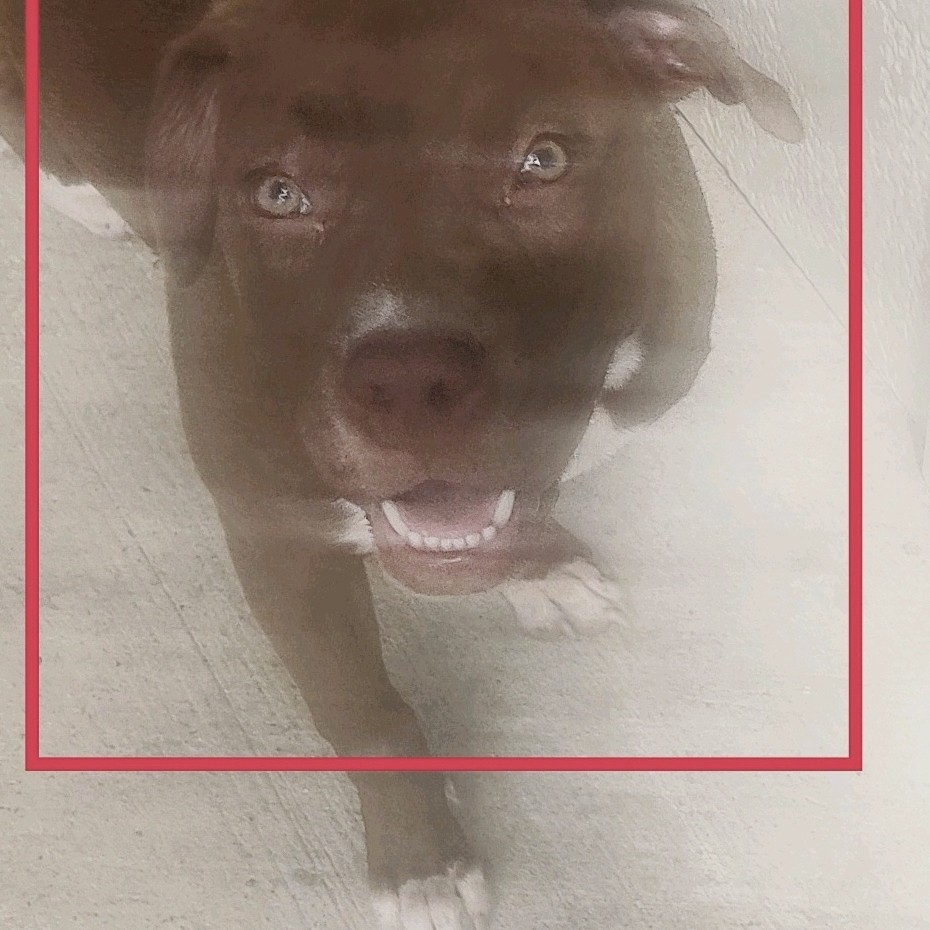 Image of Lady baby wu, Lost Dog