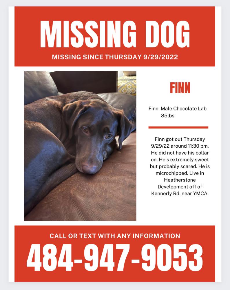Image of Finn, Lost Dog