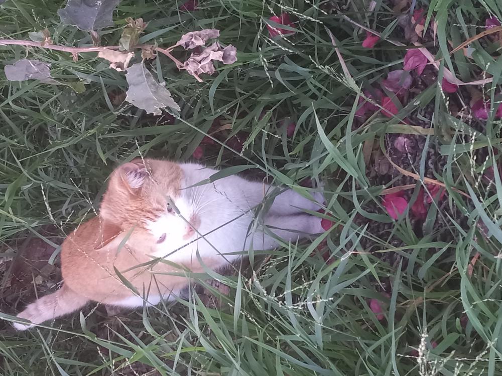 Image of Gambit, Lost Cat