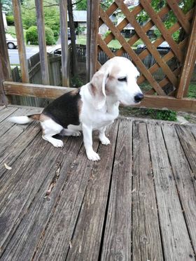Image of Lucy Marie, Found Dog
