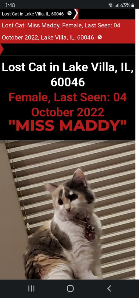 Image of Miss Maddy, Lost Cat