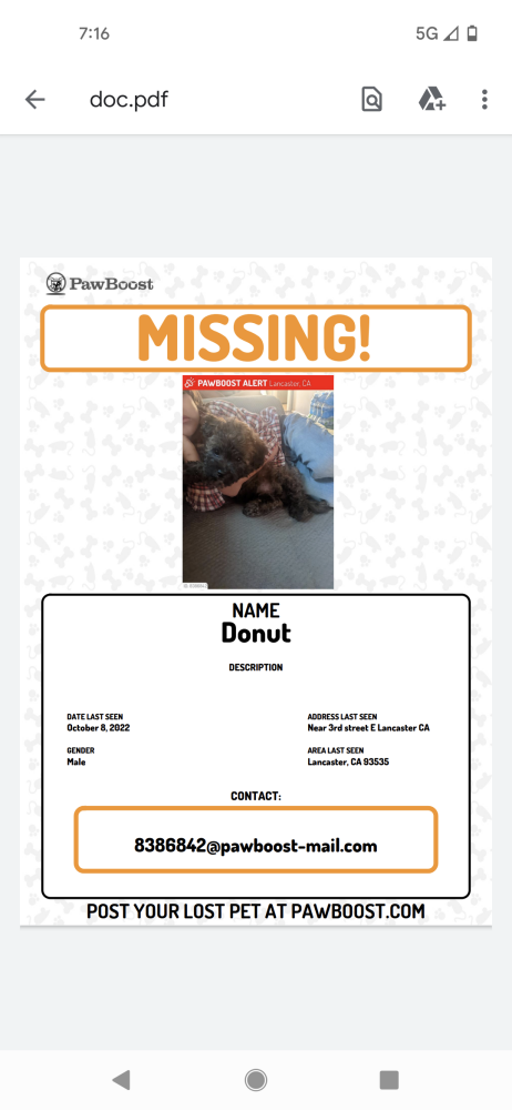 Image of Donut, Lost Dog