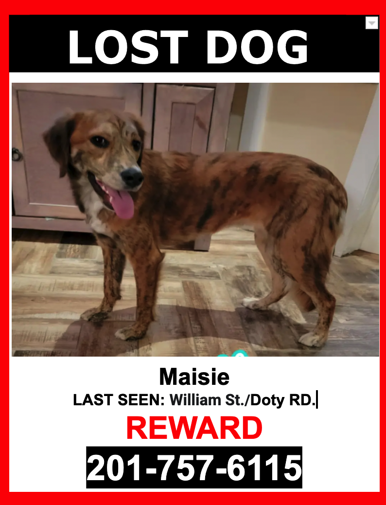 Image of Maisie, Lost Dog