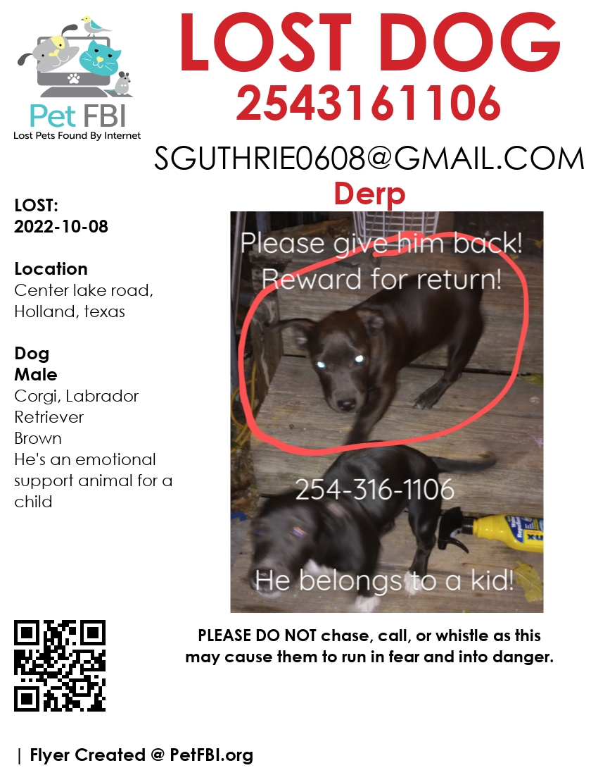 Image of Derp, Lost Dog