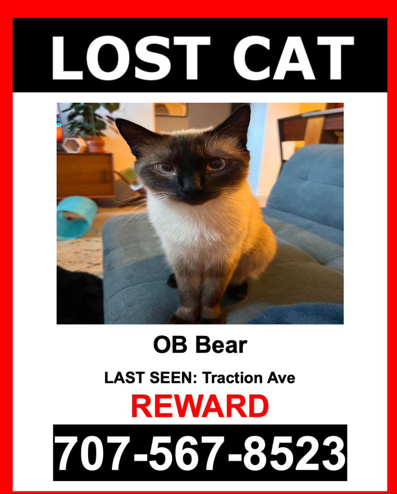 Image of OB Bear, Lost Cat