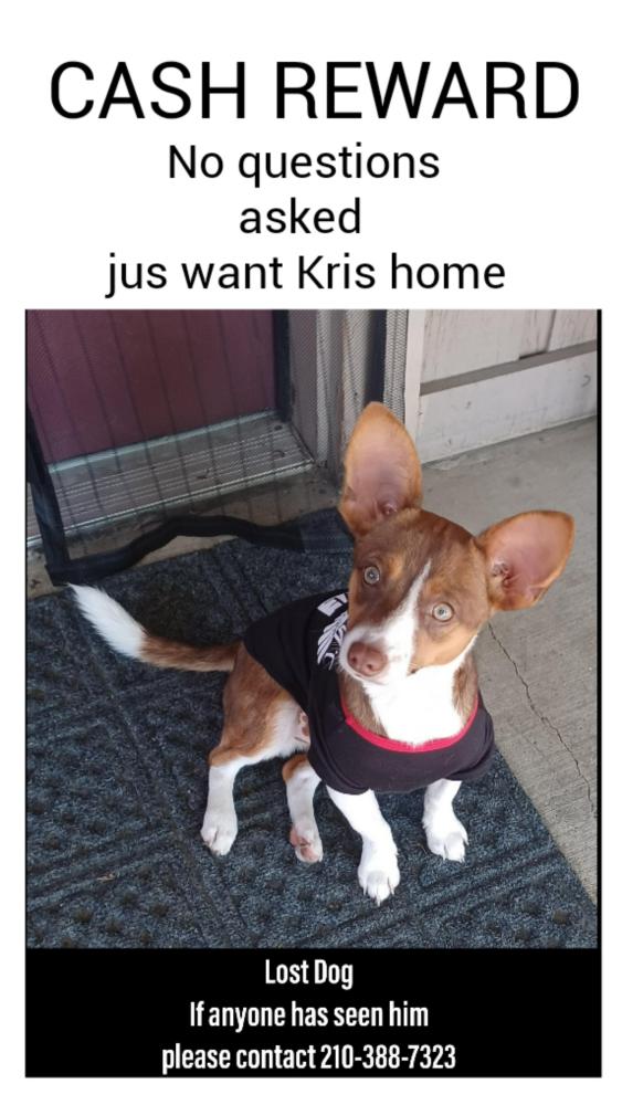 Image of Kris, Lost Dog