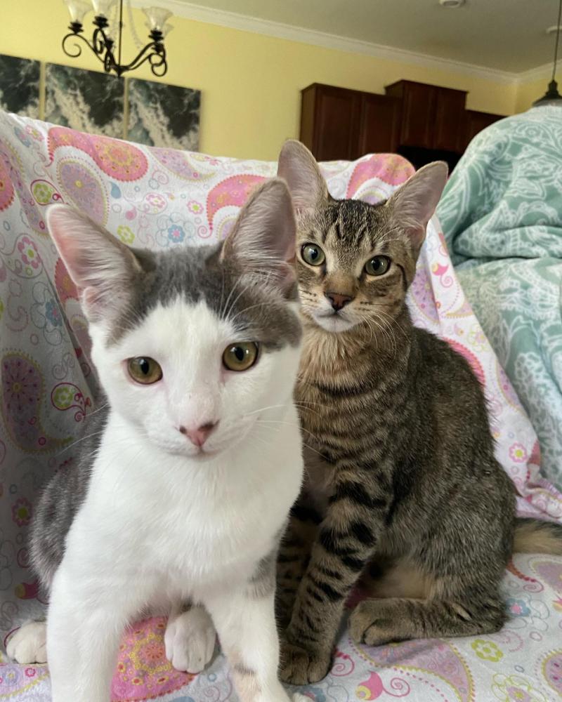 Image of Scar and Jasmine, Lost Cat