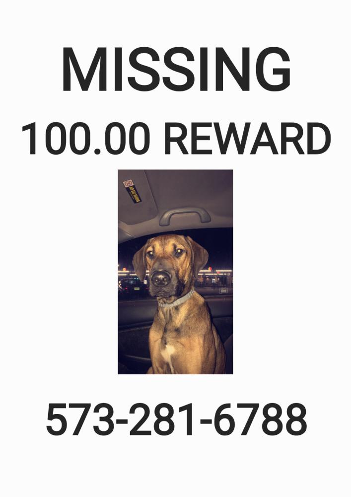 Image of Duke, Lost Dog