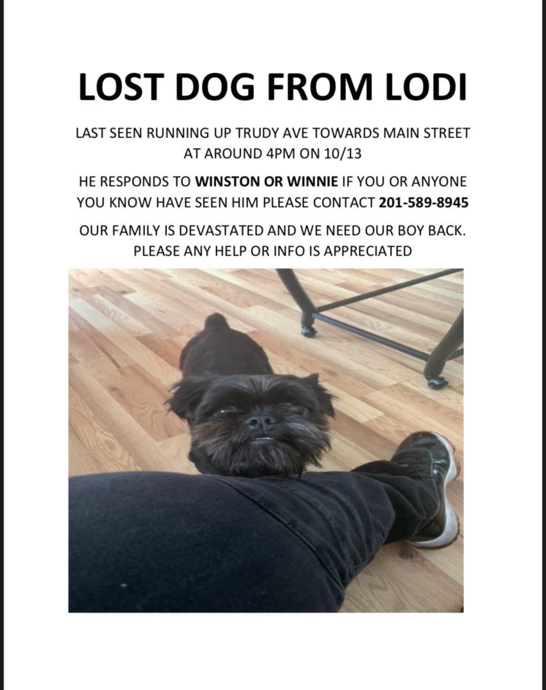 Image of Winston, Lost Dog