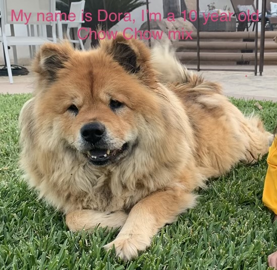 Image of Puffy & Dora, Lost Dog