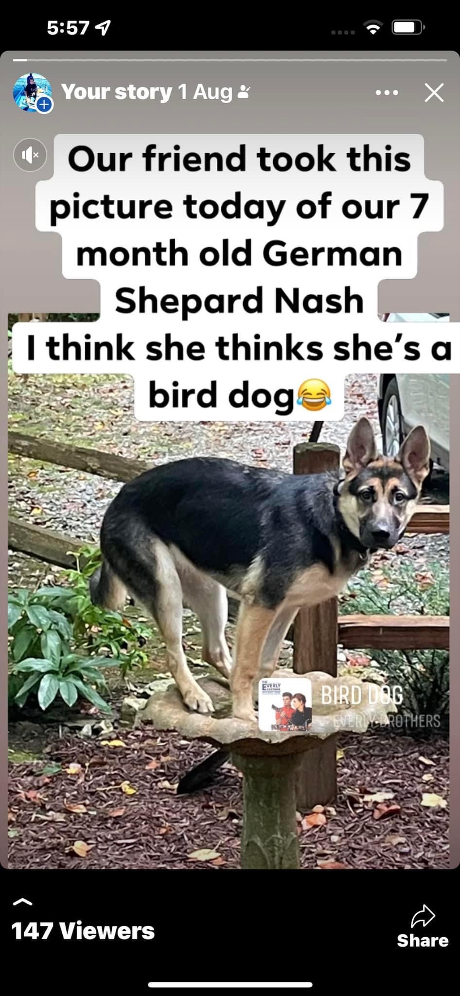 Image of Nash, Lost Dog