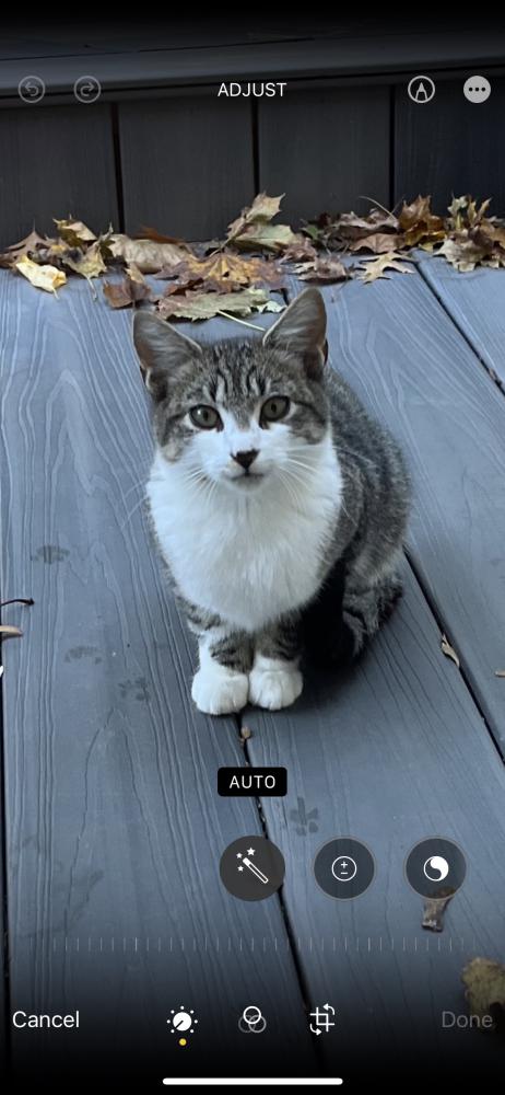 Image of No name, Found Cat