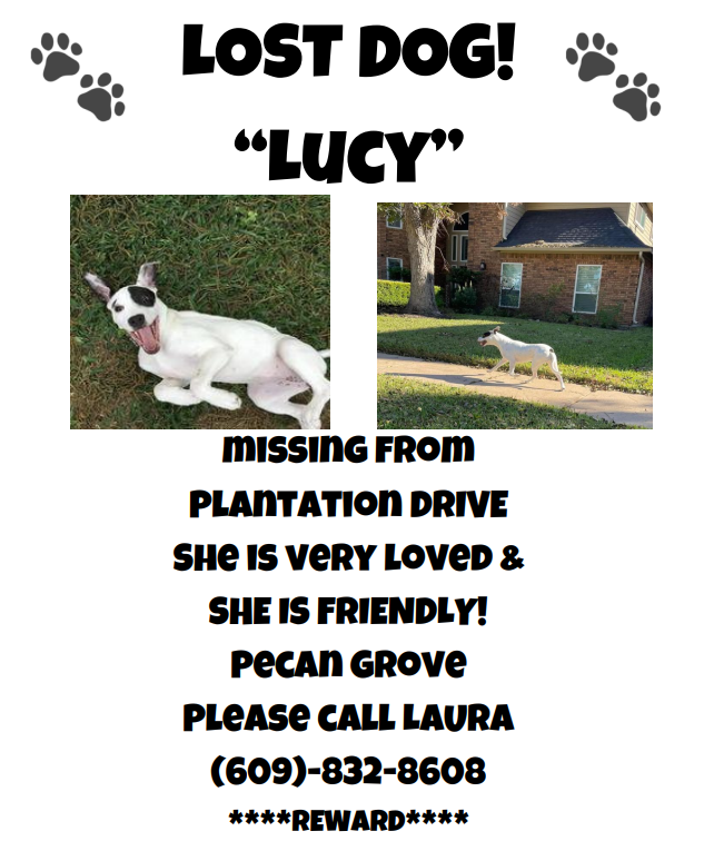 Image of Lucy, Lost Dog