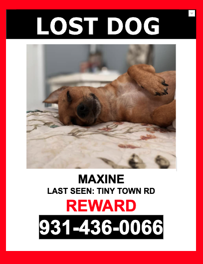 Image of Maxine, Lost Dog
