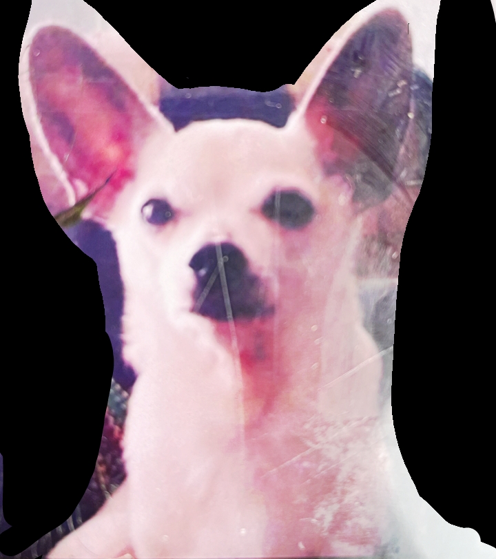 Image of Ricky Ricardo, Lost Dog