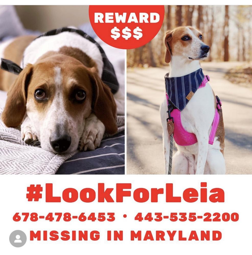 Image of Leia, Lost Dog