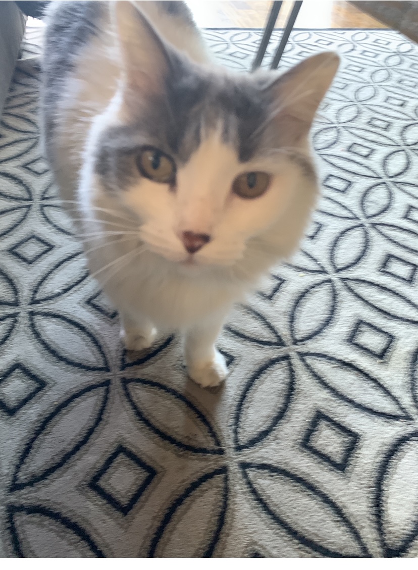 Image of Willow Downing, Lost Cat