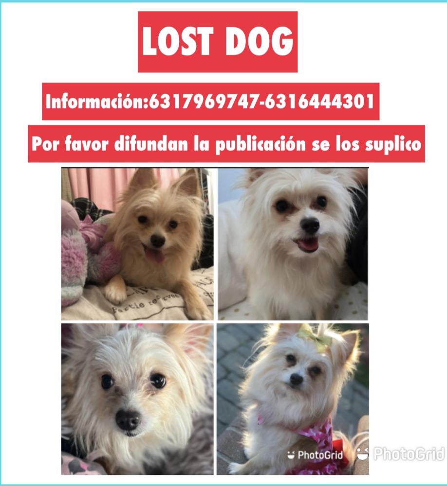 Image of Milly, Lost Dog