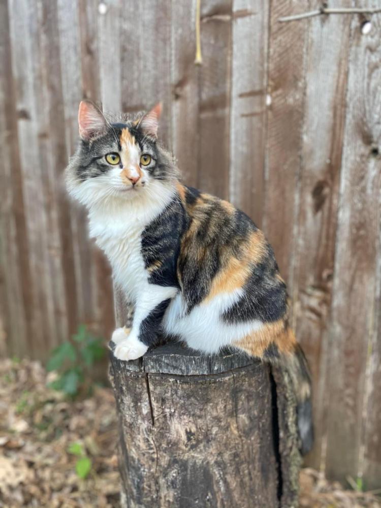 Image of Elli Monroe, Lost Cat