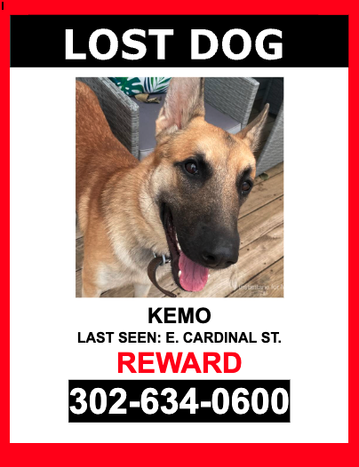 Image of Kemo, Lost Dog
