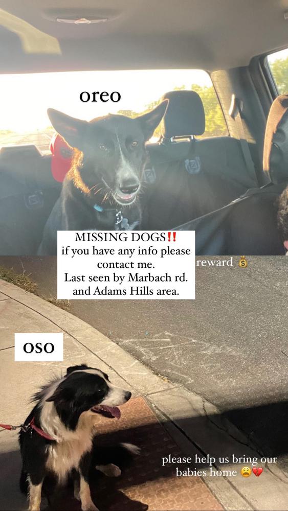 Image of Oreo and Oso, Lost Dog