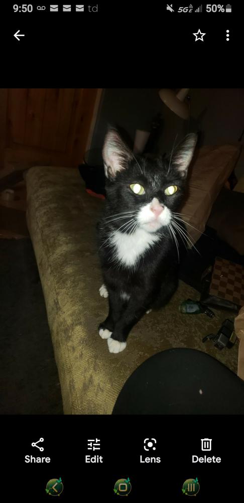 Image of Baby kitty, Lost Cat