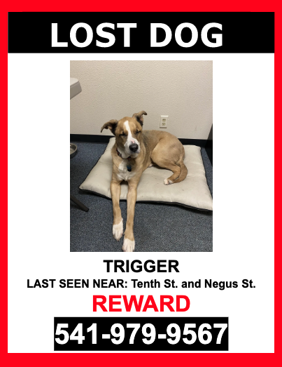 Image of Trigger, Lost Dog