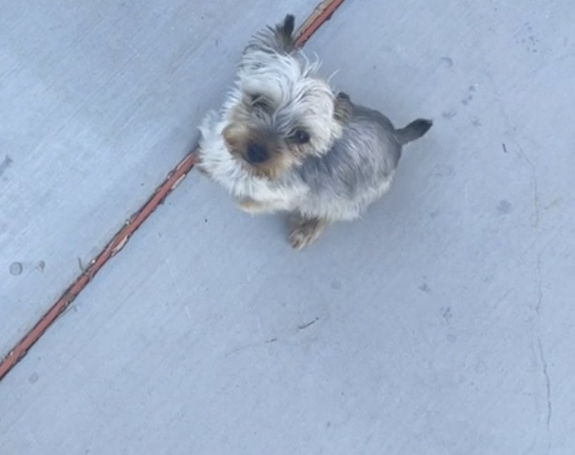 Image of Yorkie 3lbs, Lost Dog