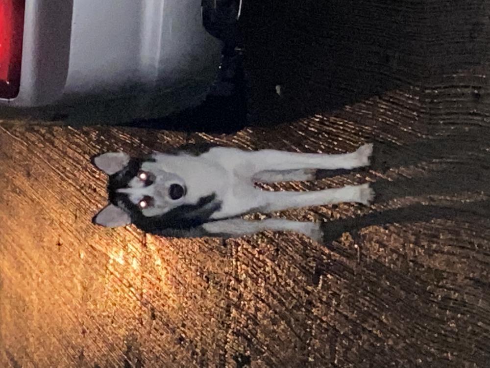 Image of Husky, smallish, Found Dog
