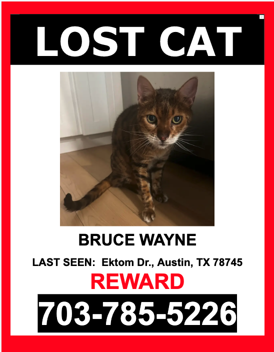 Image of Bruce Wayne, Lost Cat