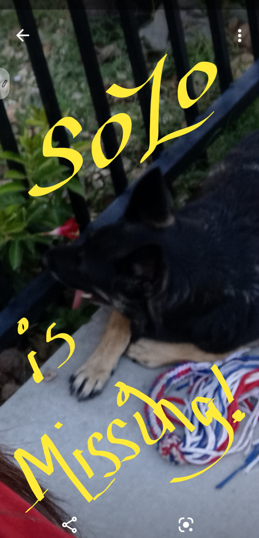 Image of SoZo, Lost Dog