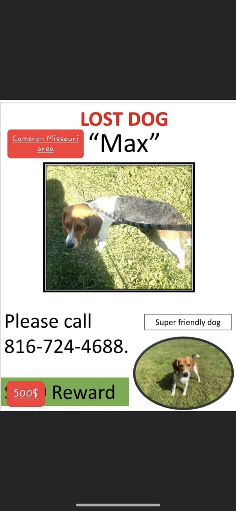 Image of Maximus, Lost Dog