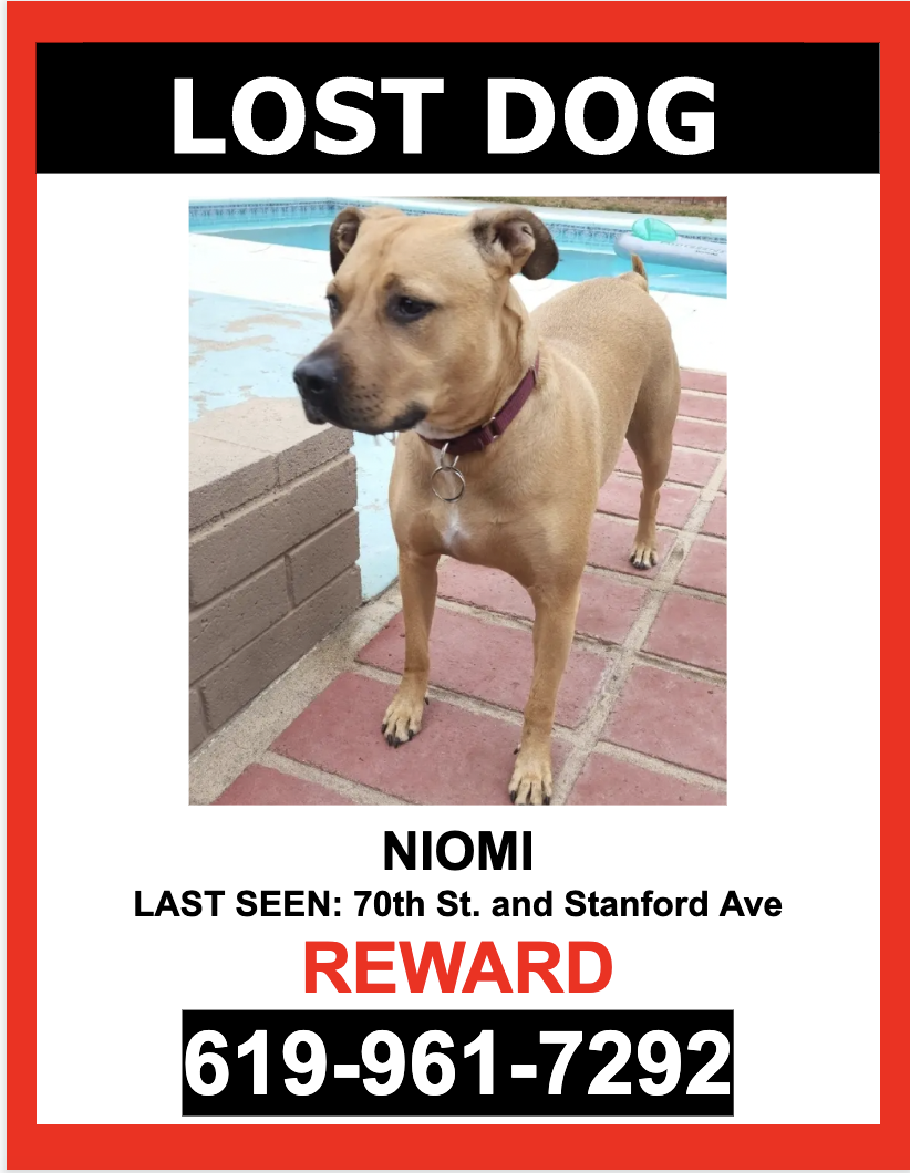 Image of Niomi, Lost Dog