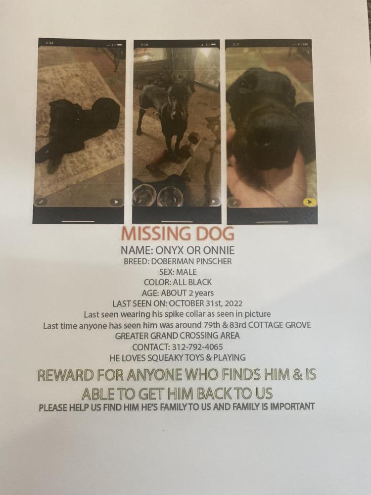 Image of ONYX OR ONNIE, Lost Dog