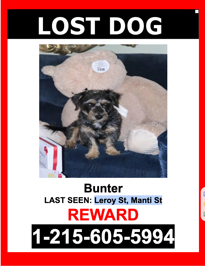 Image of Bunter, Lost Dog