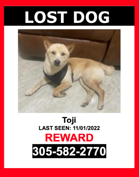 Image of Toji, Lost Dog