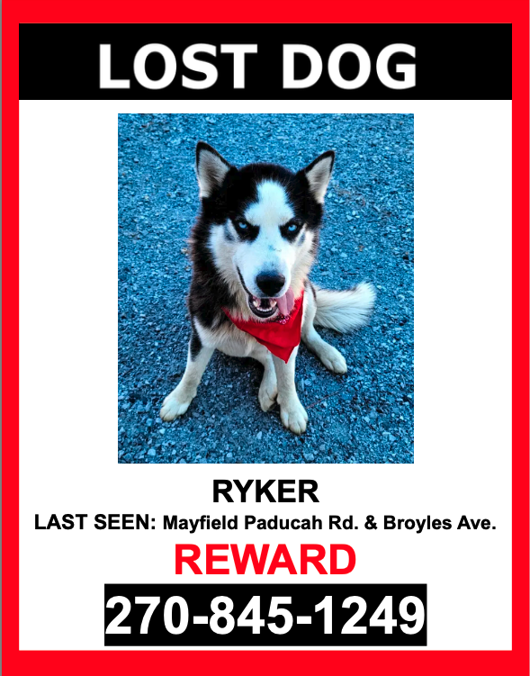 Image of Ryker, Lost Dog