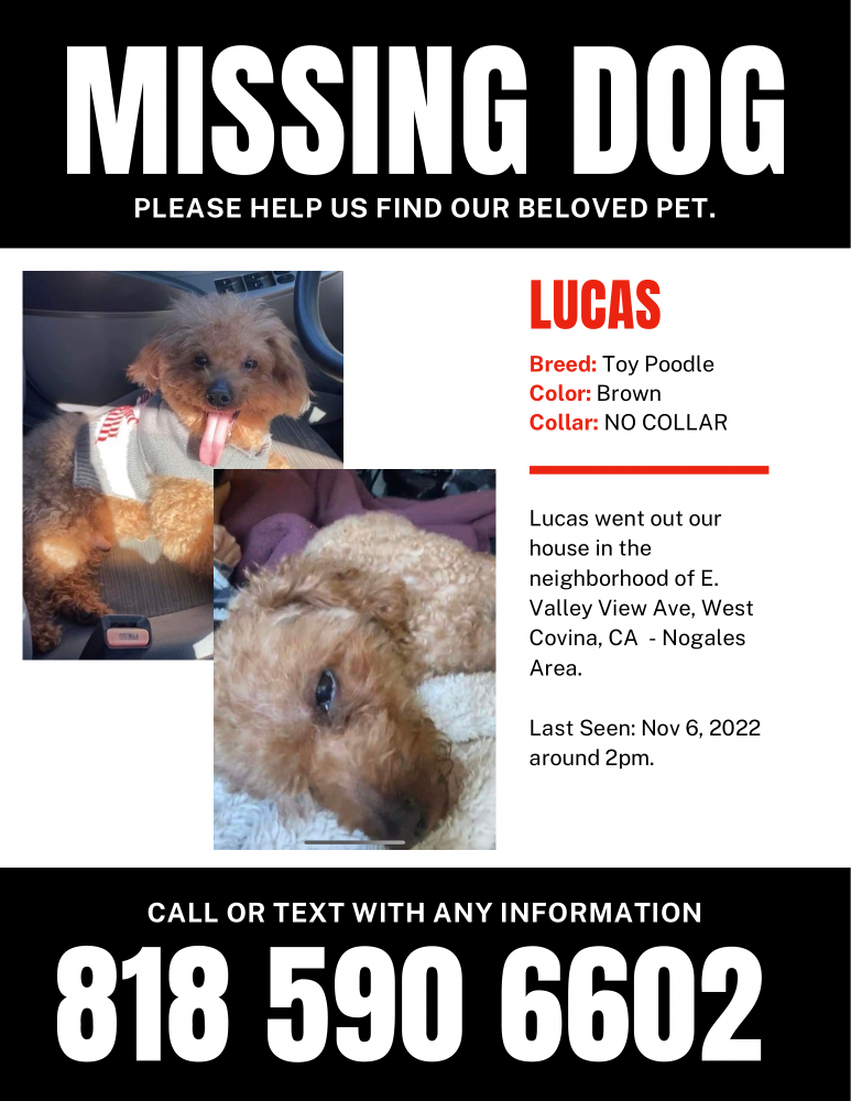 Image of Lucas, Lost Dog
